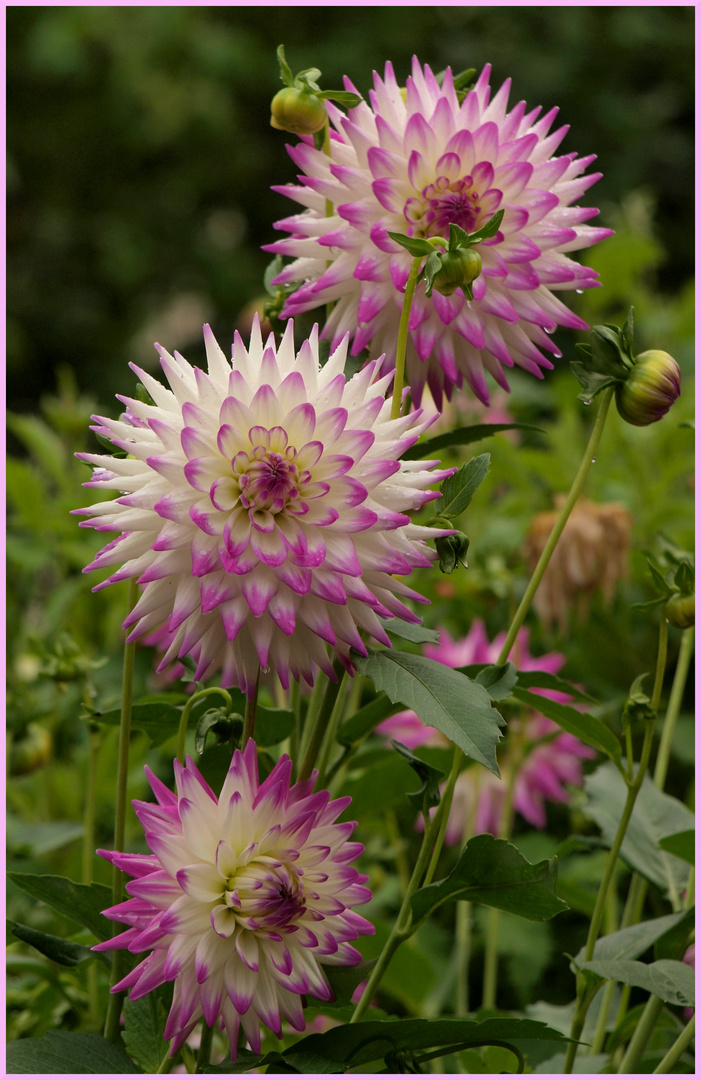 Dahliengarten Fulda