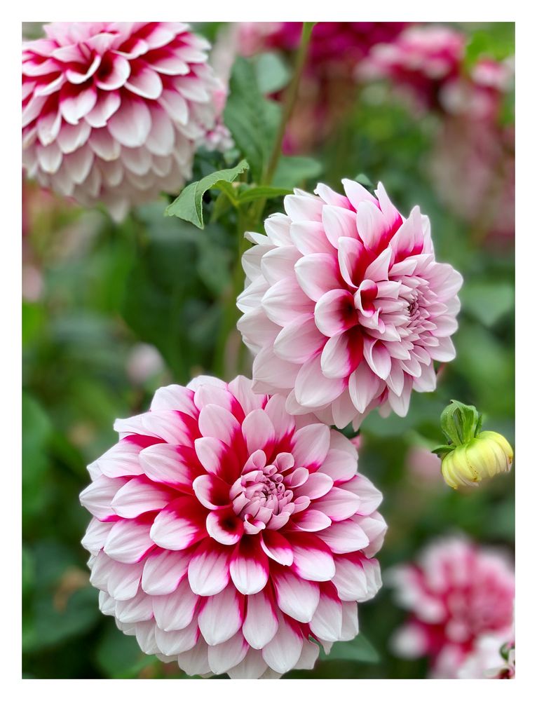 Dahliengarten Hamburg Foto & Bild pflanzen, pilze & flechten, blüten