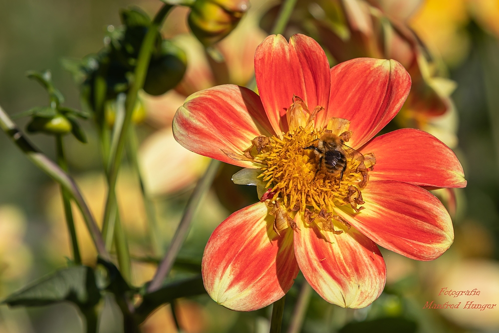 Dahliengarten (Hamburg-Altona) / 01.09.20 / 13