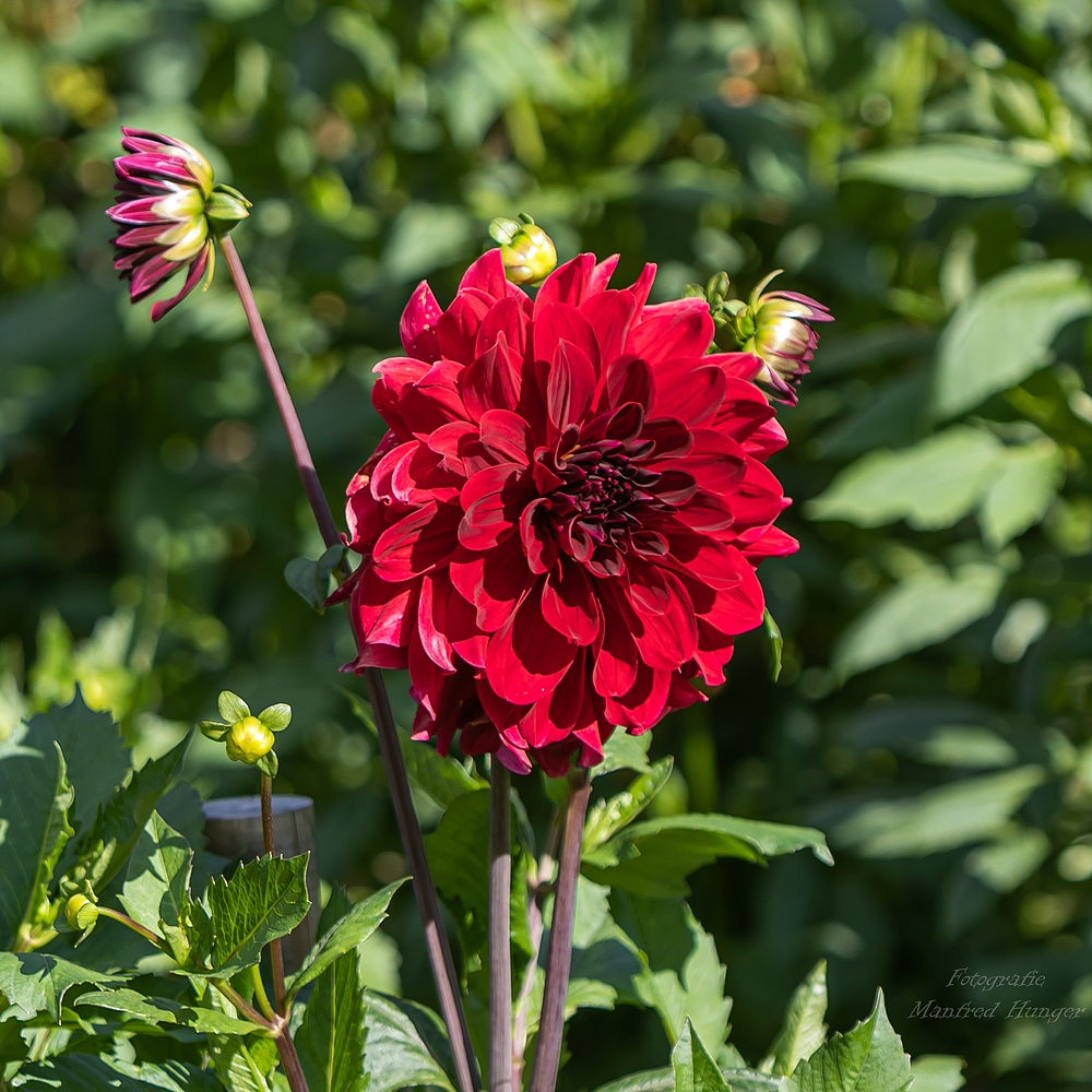 Dahliengarten (Hamburg-Altona) / 01.09.20 / 16