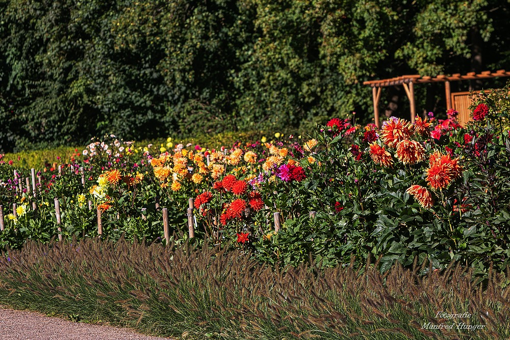 Dahliengarten (Hamburg-Altona) / 01.09.20 / 8