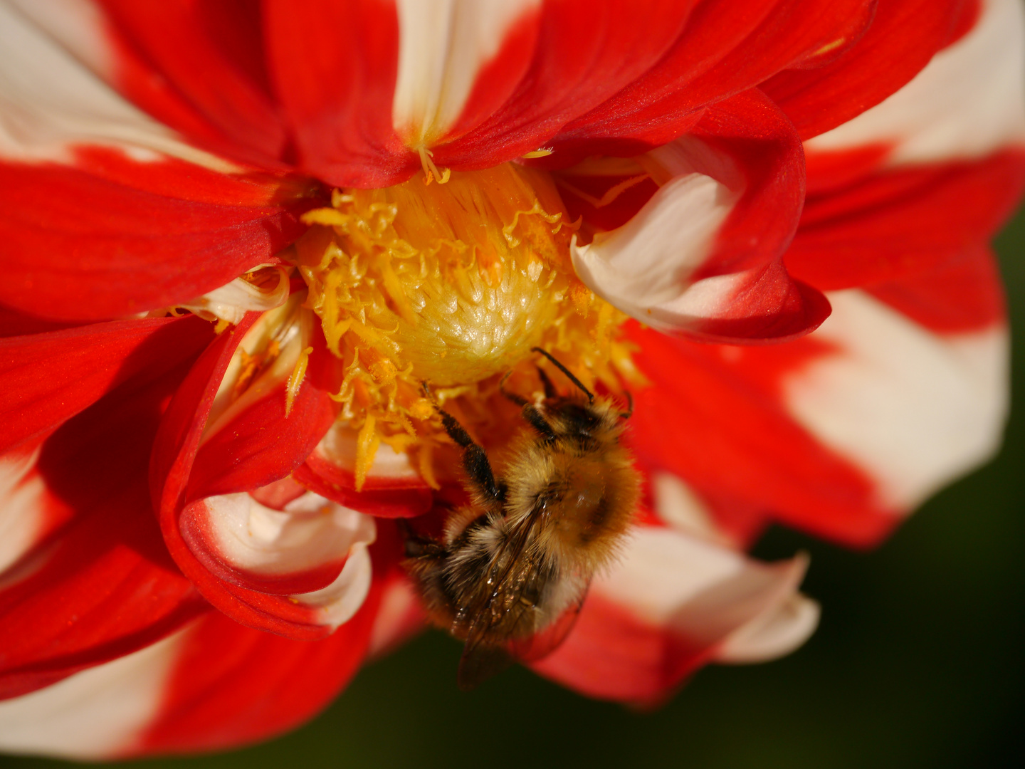 Dahliengarten in Hamburg