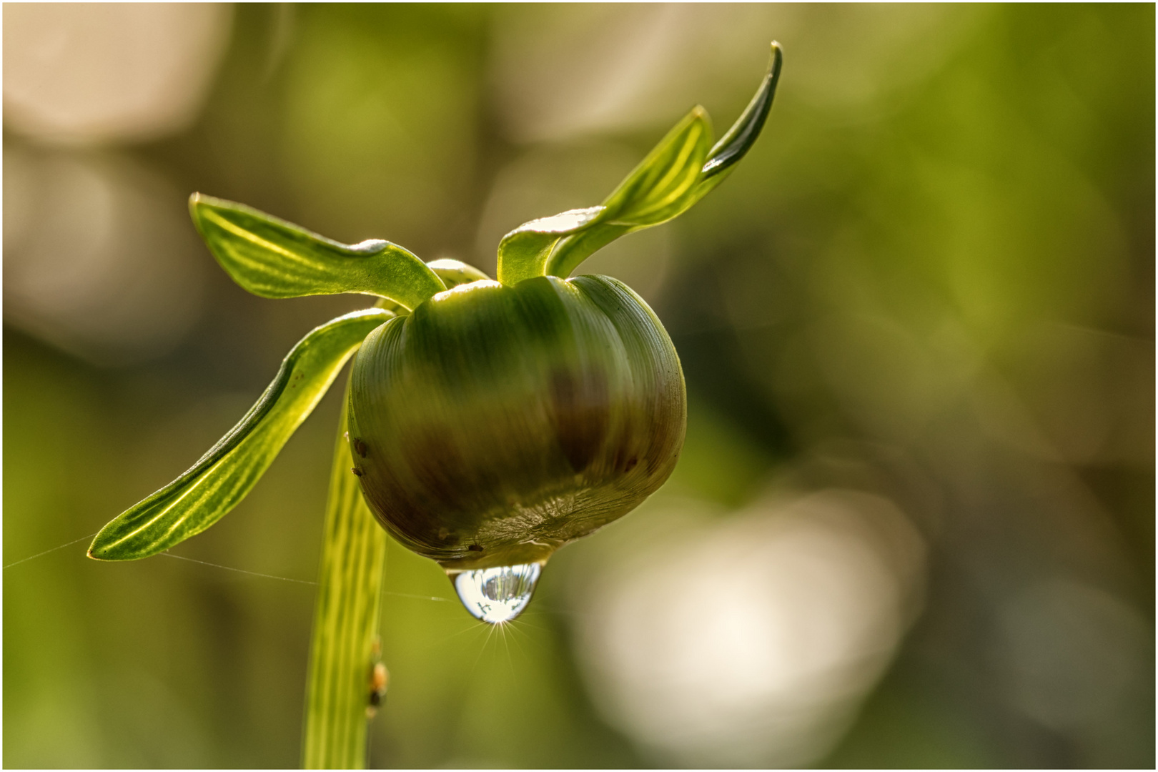 Dahlienknospe in der Abendsonne