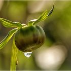 Dahlienknospe in der Abendsonne