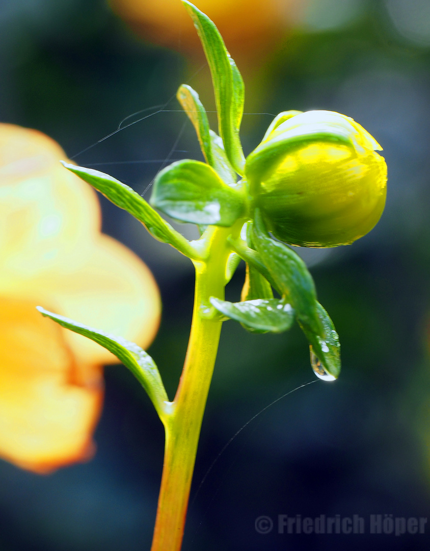 Dahlienknospe nach dem Regen