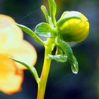 Dahlienknospe nach dem Regen