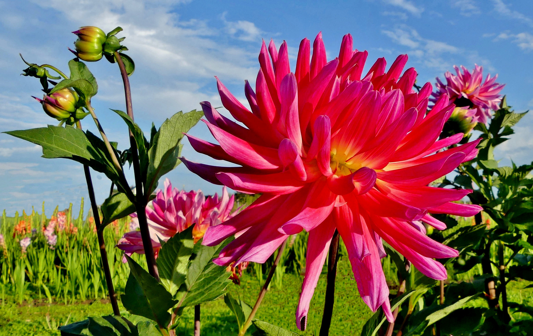 Dahliennblüten - Ich mag sie sehr