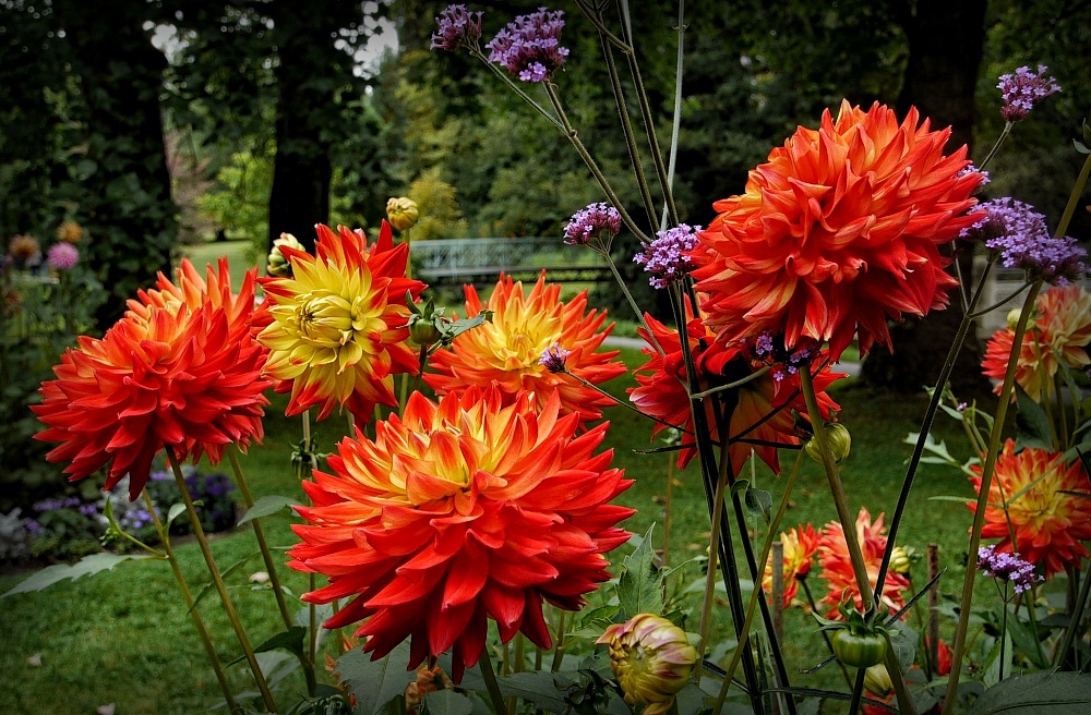 Dahlienpark in Baden-Baden