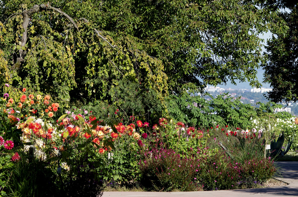 Dahlienschau auf dem Killesberg in Stuttgart 3