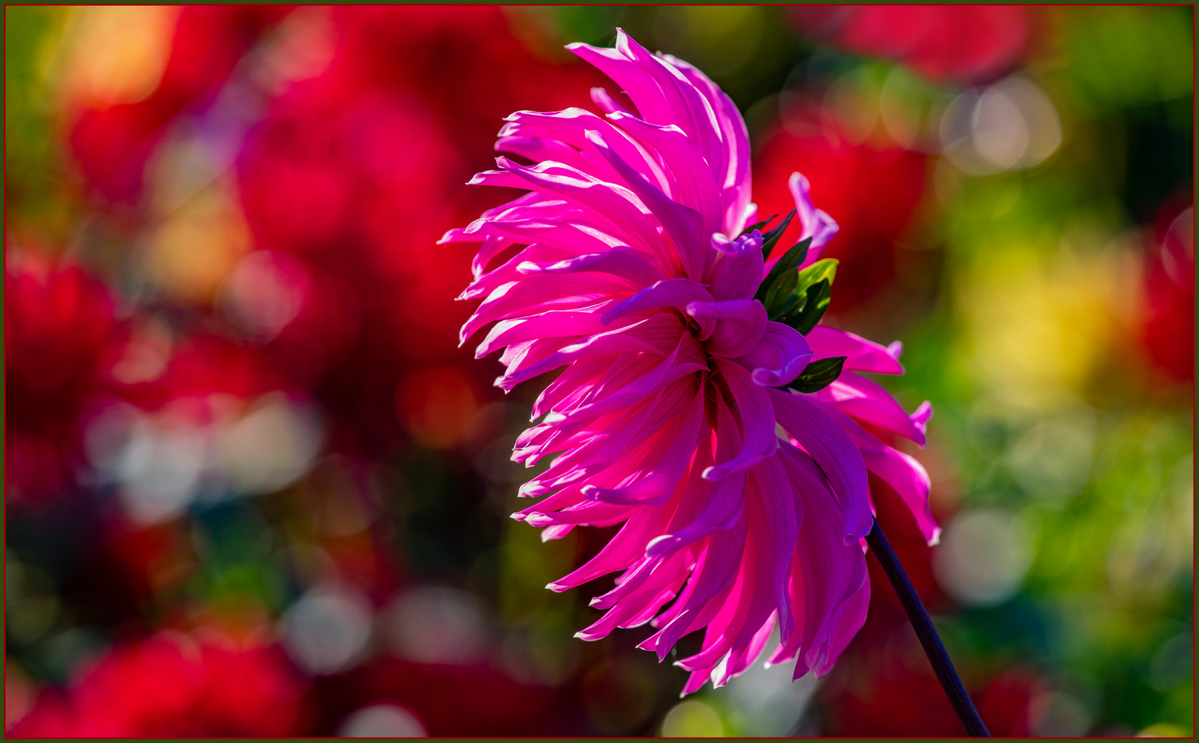 Dahlienschau auf dem Stuttgarter Killesberg
