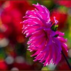 Dahlienschau auf dem Stuttgarter Killesberg