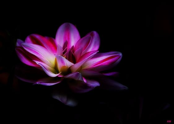 Dahlienschönheit...