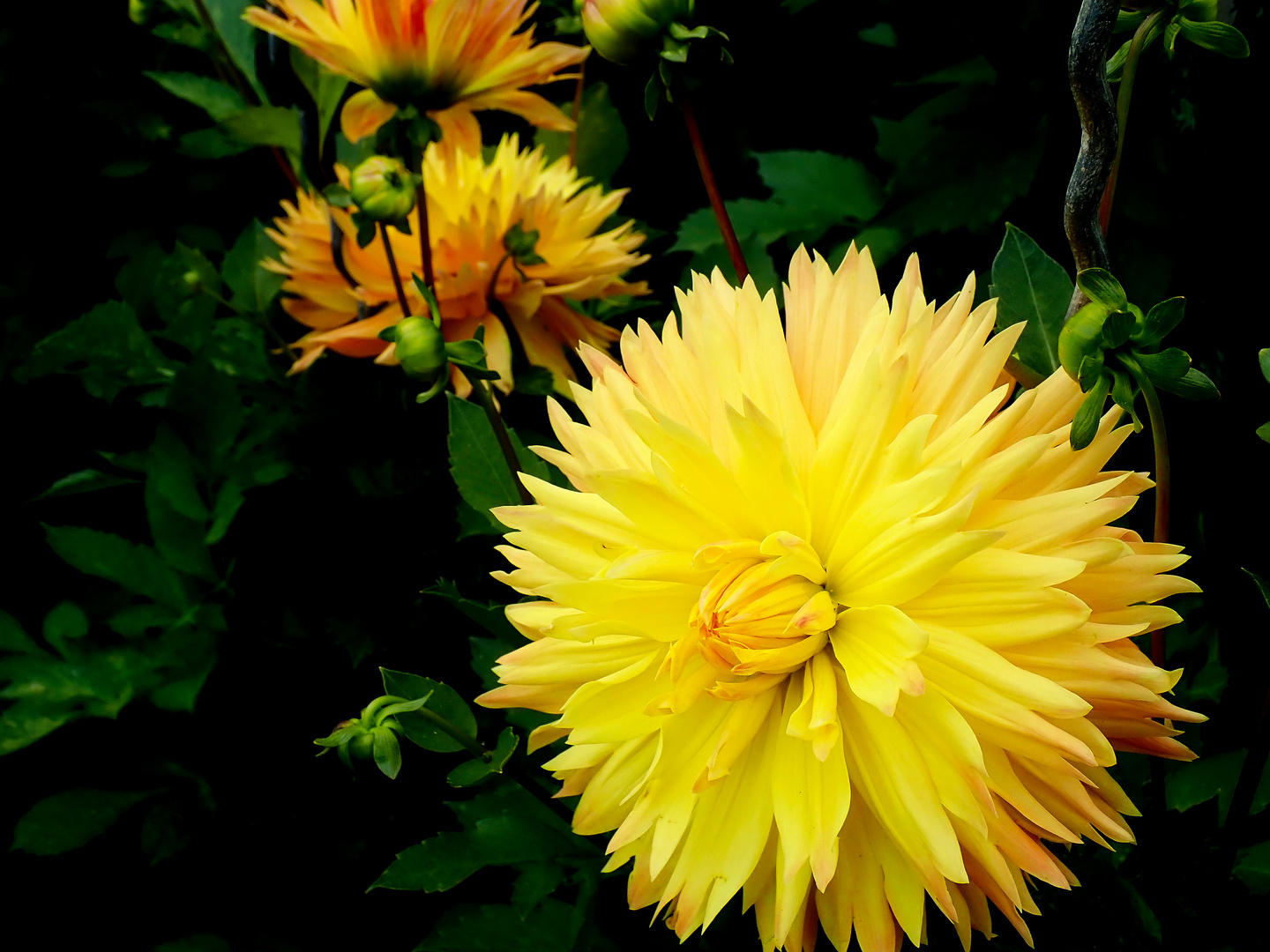 Dahlienshow Insel Mainau/Bodensee