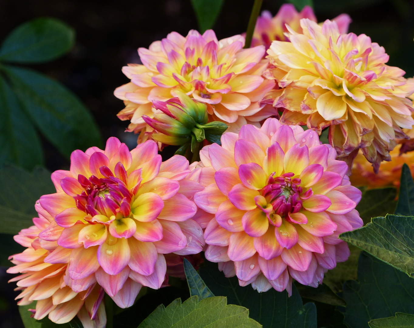  Dahlienstrauss Foto & Bild pflanzen, pilze & flechten, blüten