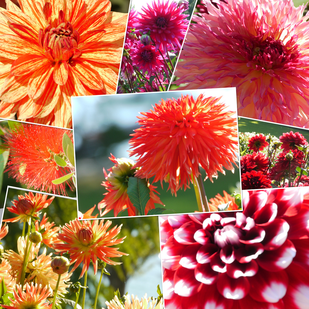 Dahlienvielfalt auf der Mainau im September