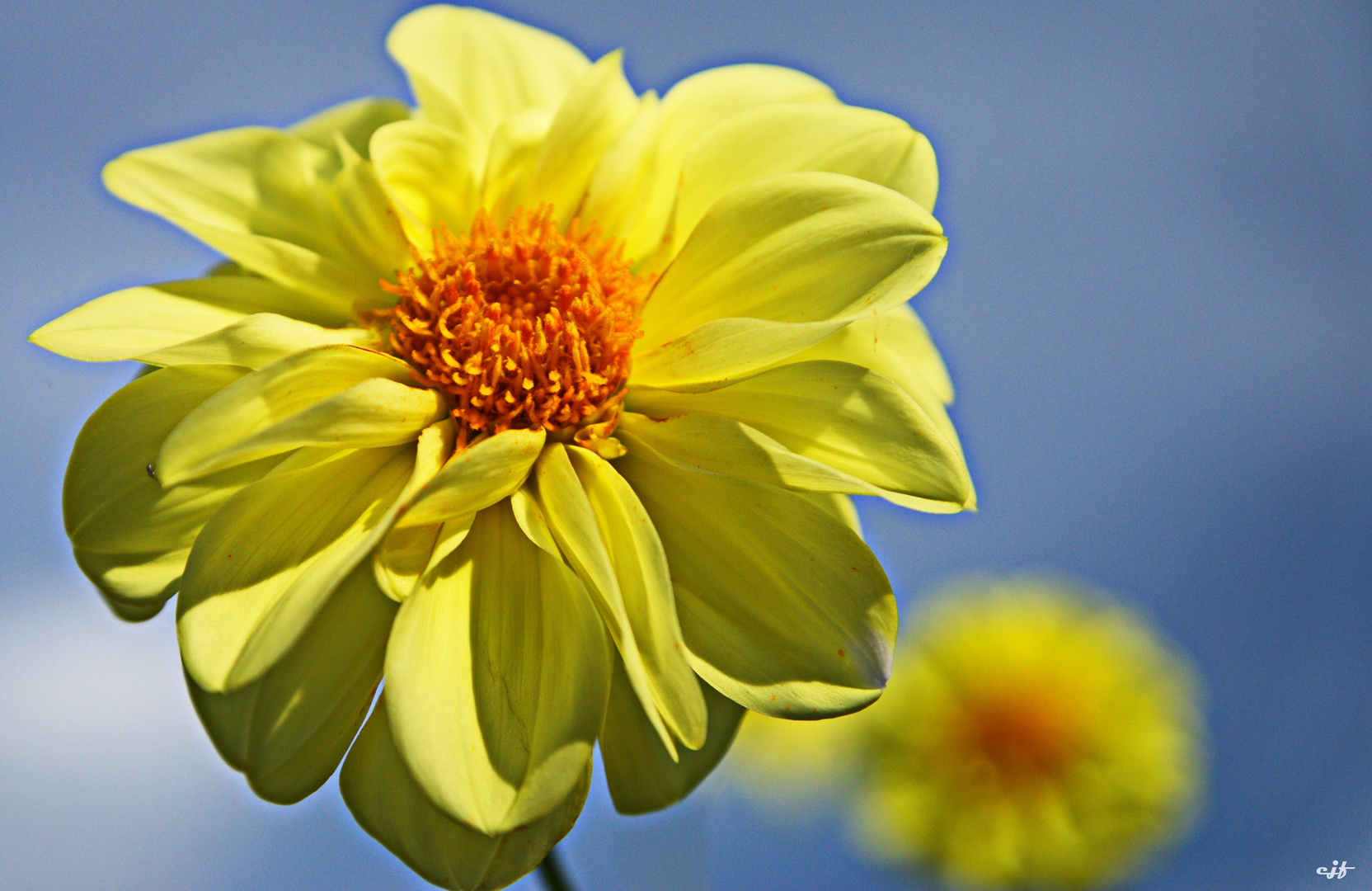 Dahlienzauber auf der Insel Mainau (1)