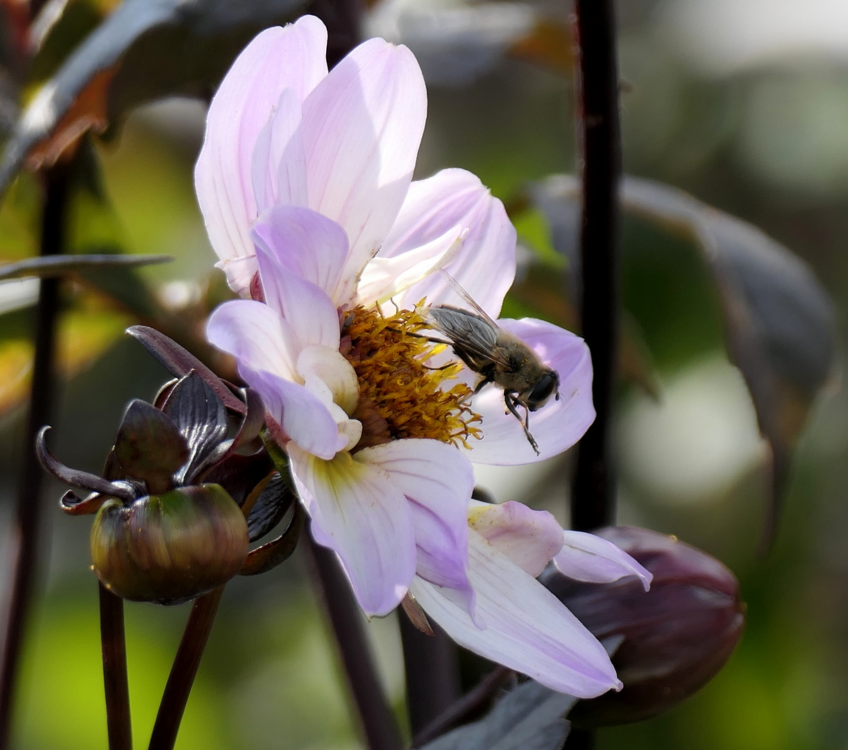 Dahlienzeit