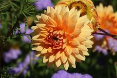 Dahlienzeit