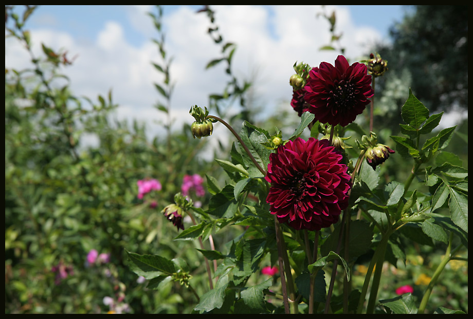 Dahlienzeit