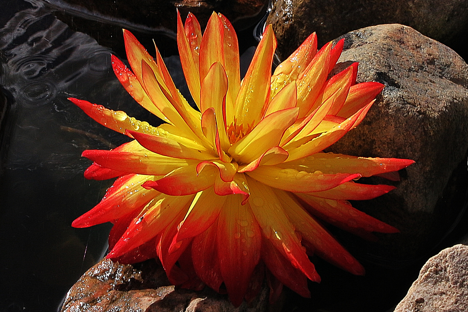 Dahlie...von der Sonne beschienen auf der Landesgartenschau In Eutin