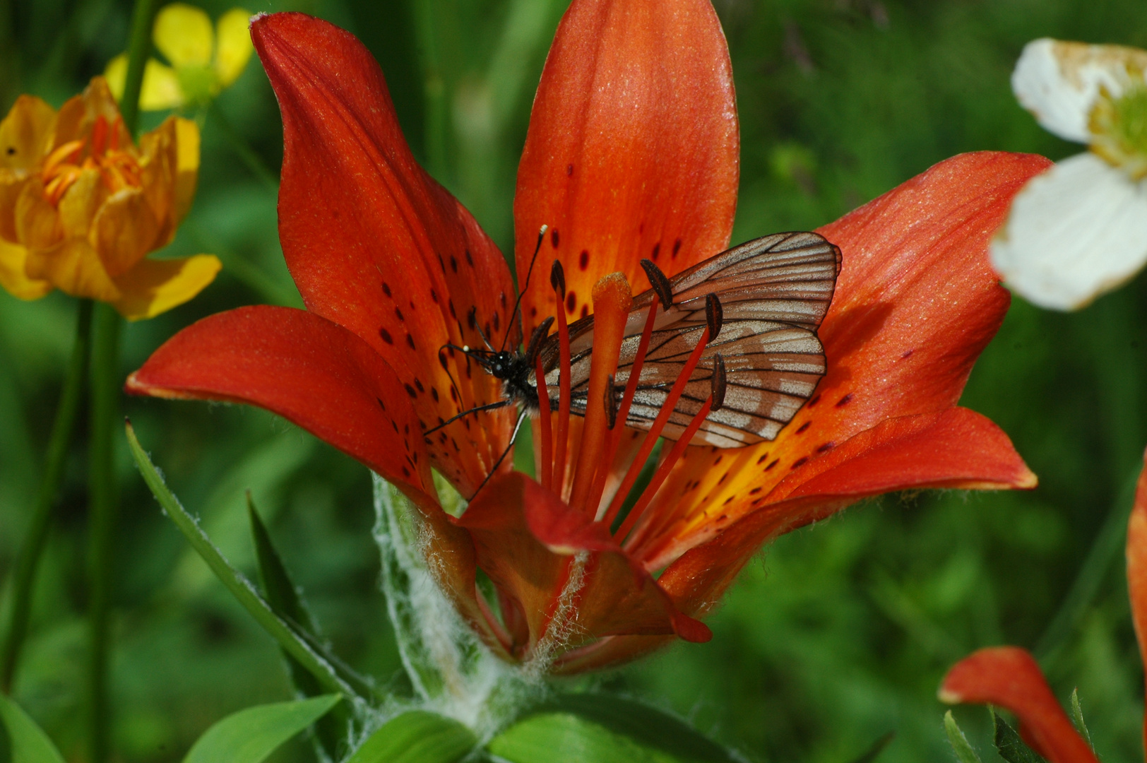 Dahurische Lilie (Lilium dahuricum) mit Baumweißling (Aporia crataegi)