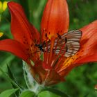 Dahurische Lilie (Lilium dahuricum) mit Baumweißling (Aporia crataegi)