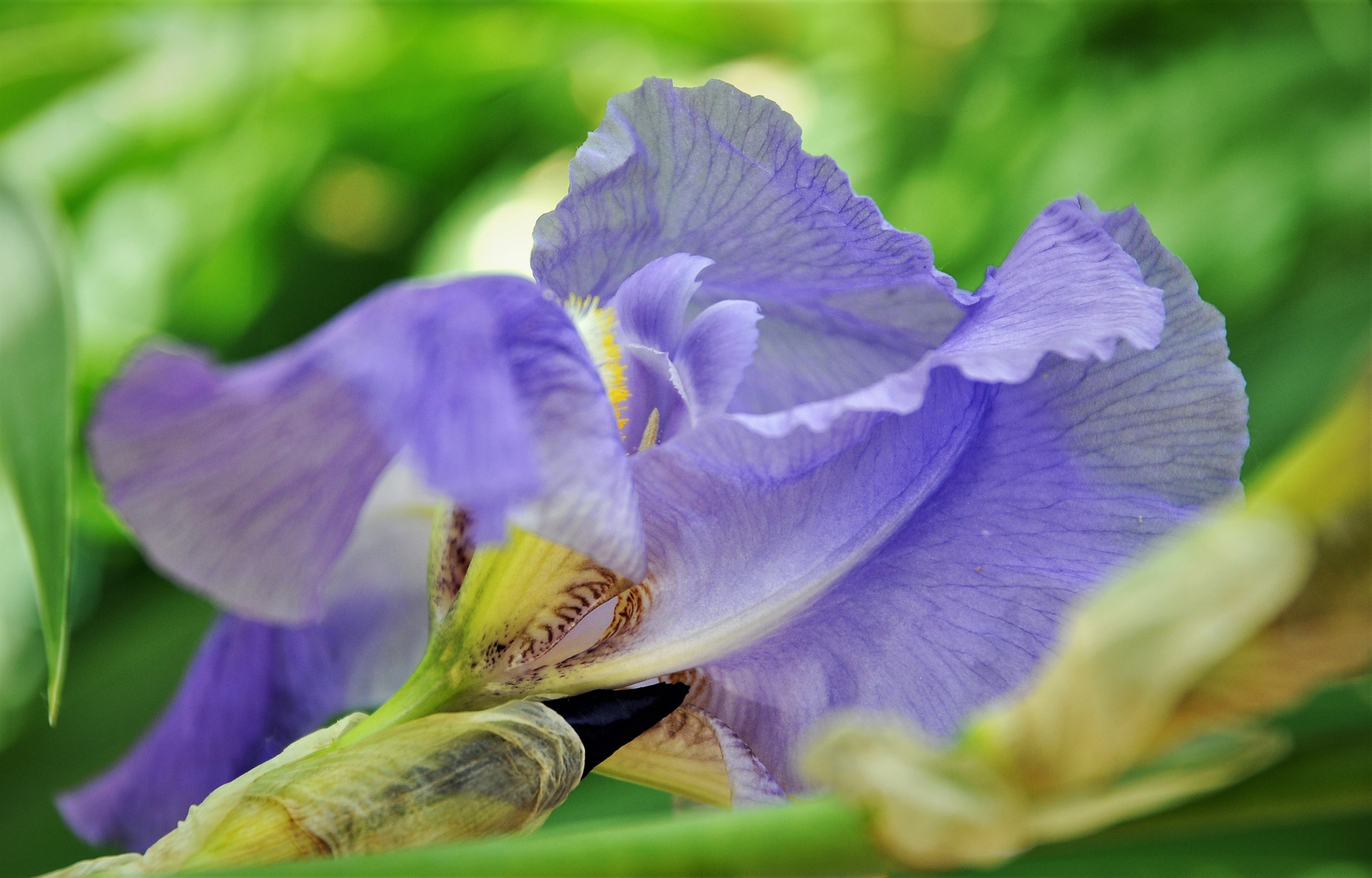 Dai colori della natura: l'Iris