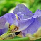 Dai colori della natura: l'Iris