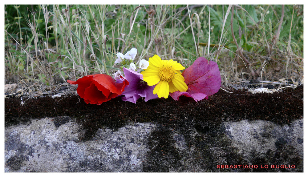 Dai diamanti non nasce niente, dal letame nascono i fiori