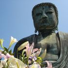 Daibutsu mit Lotusblüten in Kamakura ( 21.07.07 )