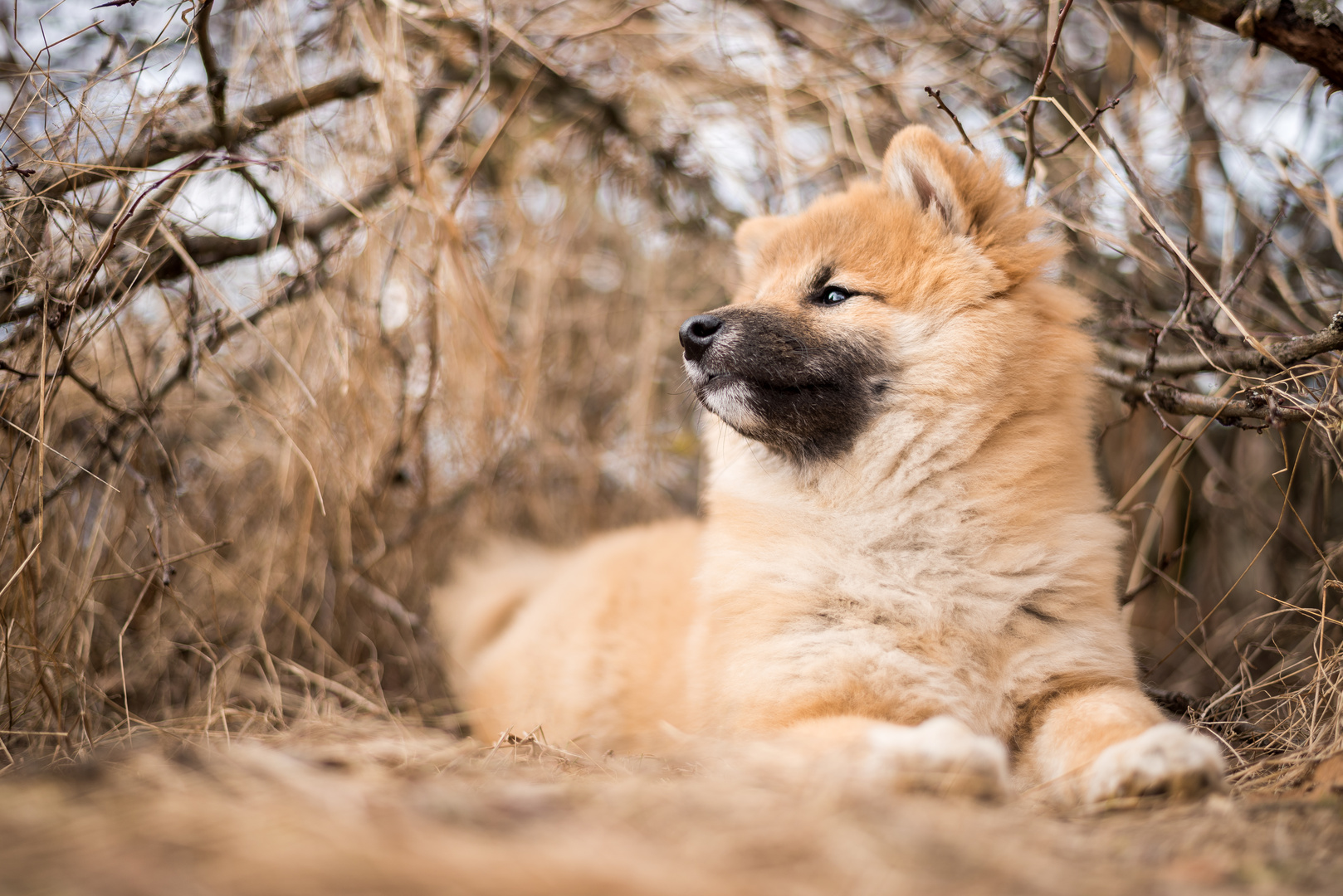 Daiji Foto & Bild tiere, haustiere, hunde Bilder auf
