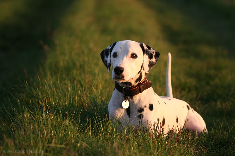 Daiko im Abendlicht