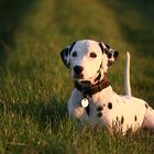 Daiko im Abendlicht