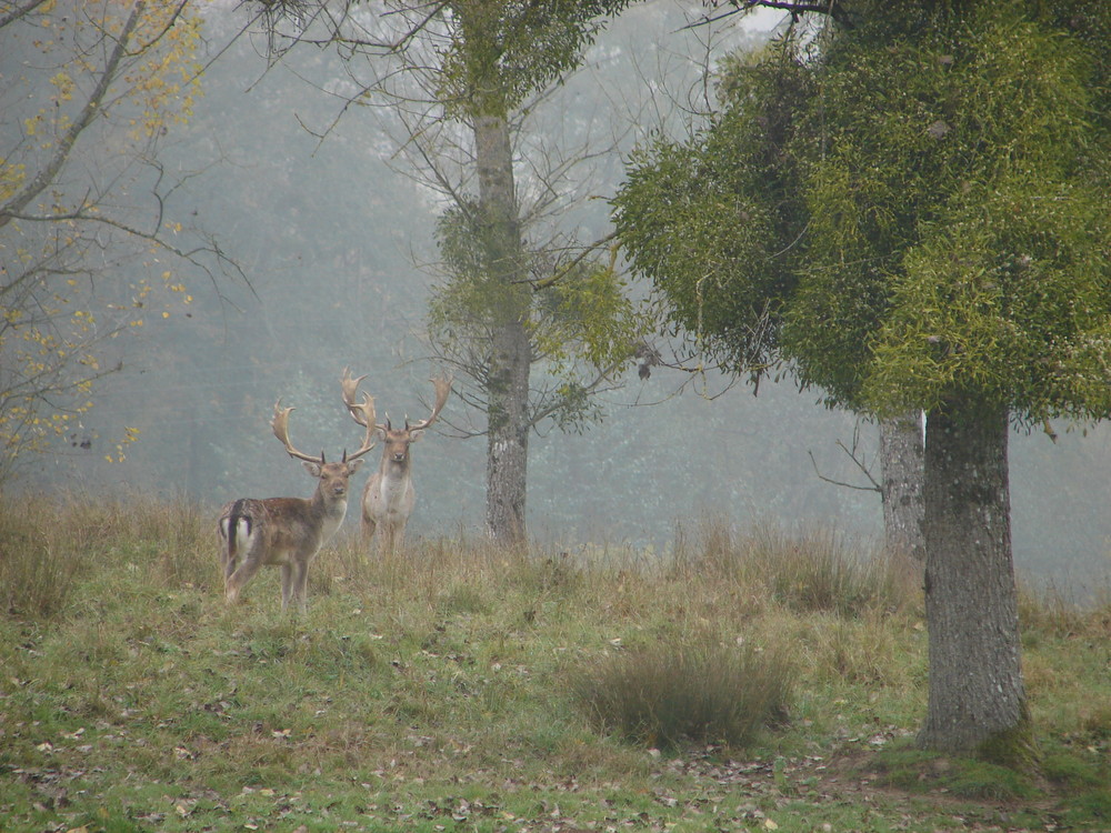 Daims dans la brume matinale