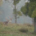 Daims dans la brume matinale