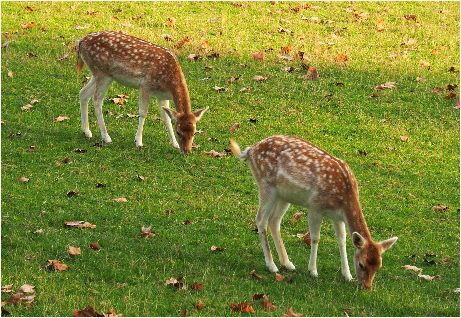 Daims dans le parc du Château de Cassaigne  --  Gers