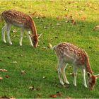 Daims dans le parc du Château de Cassaigne  --  Gers