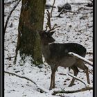 dain sous la neige.