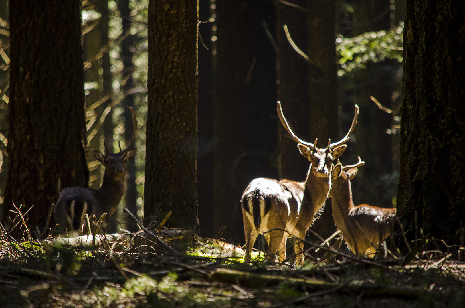 Daini sotto il raggio di sole. Deer under the ray of sunshine.