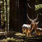 Daini sotto il raggio di sole. Deer under the ray of sunshine.