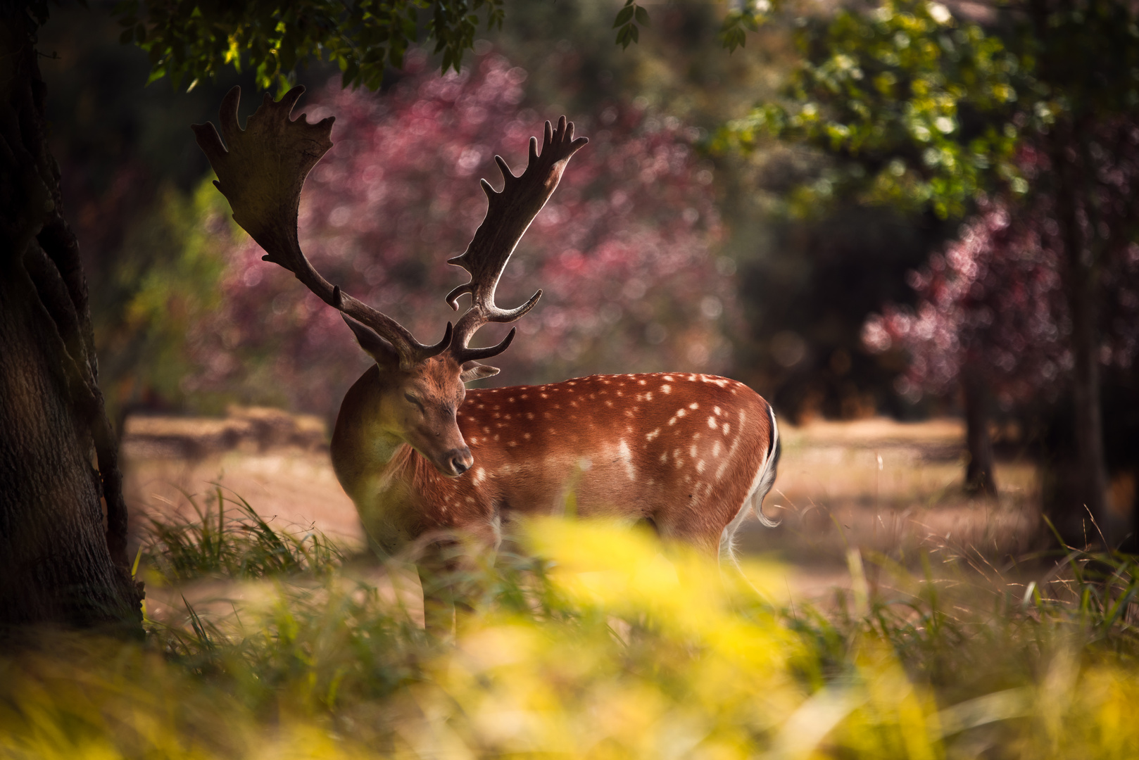 Daino al Parco Naturale di San Rossore