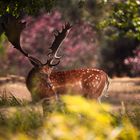 Daino al Parco Naturale di San Rossore