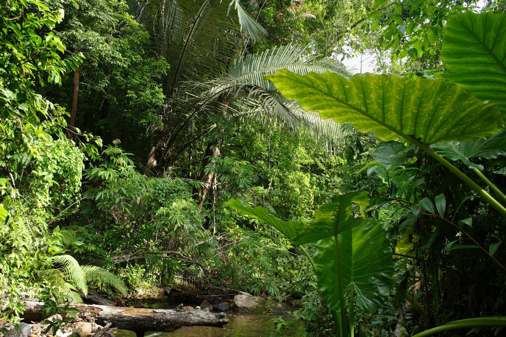 Daintree Australia - Rainforest