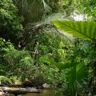 Daintree Australia - Rainforest