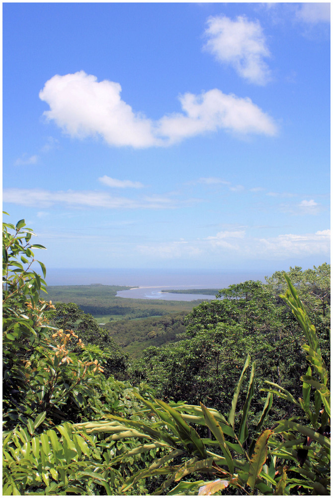 Daintree NP