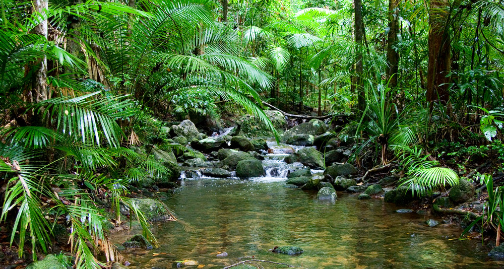 Daintree Rainforest by Antonia Moers