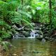 Daintree Rainforest