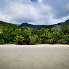 Daintree Rainforest