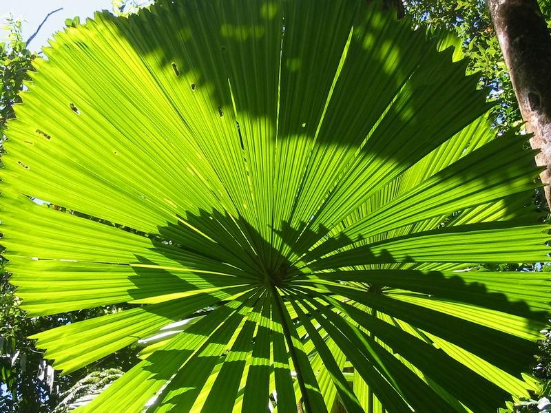 daintree rainforest