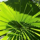 daintree rainforest